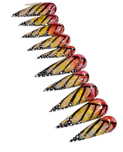 Load image into Gallery viewer, Monarch
